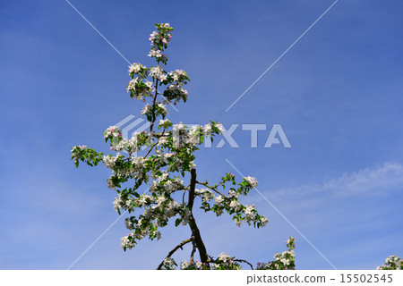 Apple flower Apple flower 15502545