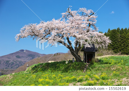 小澤的櫻花在福島田村市 15502619