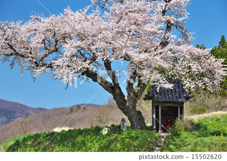 Cherry blossoms of Ozawa in Fukushima Tamura city 15502620