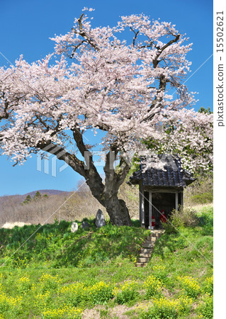 Cherry blossoms of Ozawa in Fukushima Tamura city 15502621