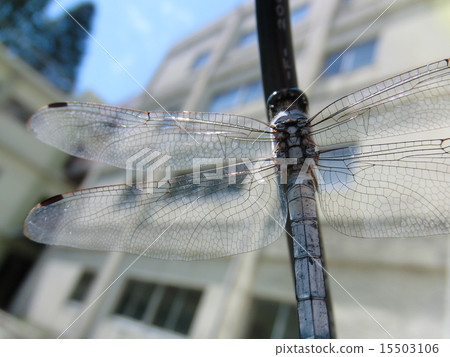 Dragonfly  15503106
