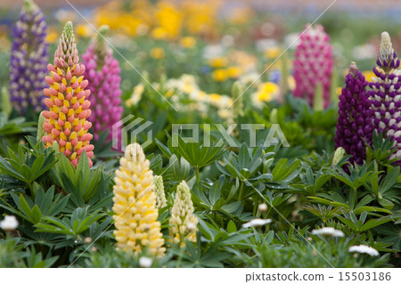 gardening gardening 15503186