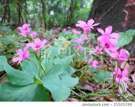 粉紅色的花朵 15503199
