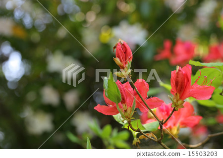 花的芽在Otterland的 花的芽在Otterland的 15503203