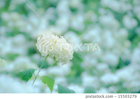 White hydrangea White hydrangea 15503279
