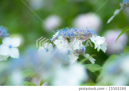  Gaku hydrangea 15503280