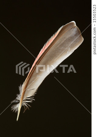 Ginzan Machiko的羽毛 15503523