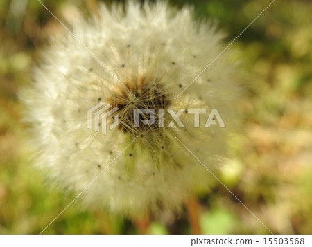 Wild grass dandelion 15503568