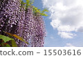 在盛開發光在藍天，白色雲彩的盛開的紫藤花 15503616
