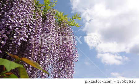 在盛開發光在藍天，白色雲彩的盛開的紫藤花 15503616
