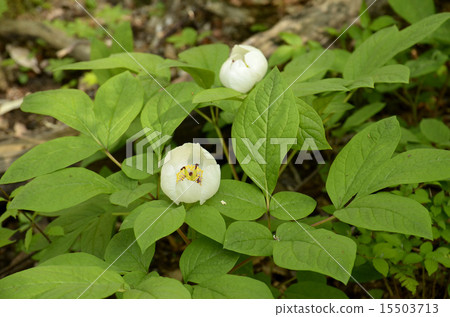 Yamazakiyaku 15503713