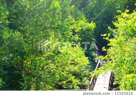 Tropical rainforest on Borneo 15503818
