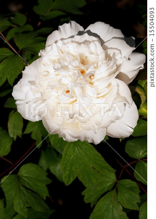 bloom, blooming, flowering 15504093