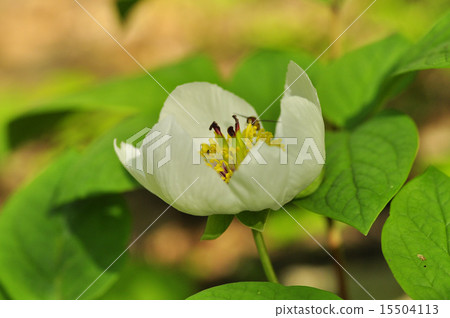 Yamazakiyaku 15504113