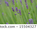 薰衣草 15504327
