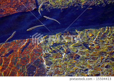 煎魚的香魚(人工魚道Ayu Ayu) 煎魚的香魚(人工魚道Ayu Ayu) 15504413