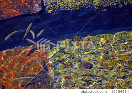 煎魚的香魚（人工魚道Ayu Ayu） 15504414