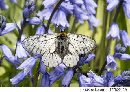 蝴蝶和鍾聲水仙花 15504429