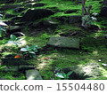 苔 15504480