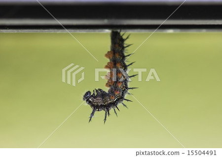 Larva of Heredge halter 03 Larva of Heredge halter 03 15504491