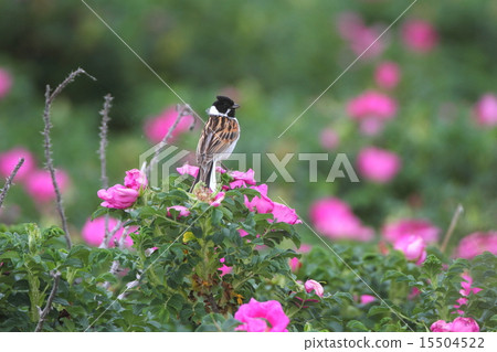 Aojulin summer wing and Hamanasu Aojulin summer wing and Hamanasu 15504522