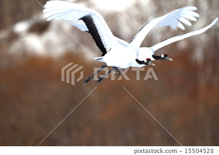 Cranberries Cranberries 15504528