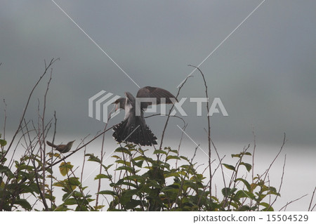 Koyoshikiri intimidating cuckoo 15504529