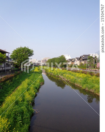 野川 野川 15504767
