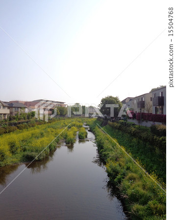 野川 野川 15504768