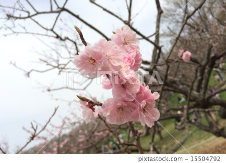 梅花 15504792