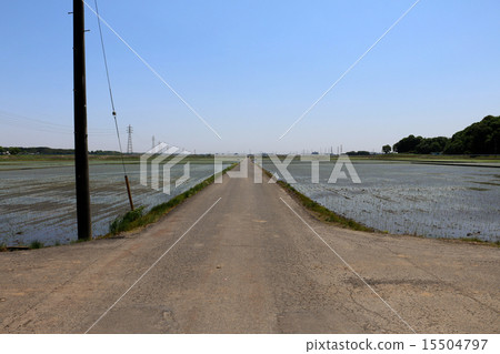 鄉村風景：農場道路（側身） 15504797