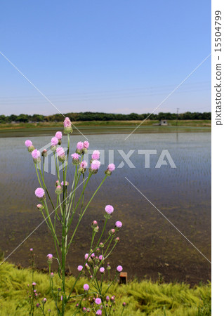 鄉村風景：花田旁邊的花（垂直） 15504799