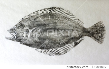 魚類發育（比目魚） 15504807