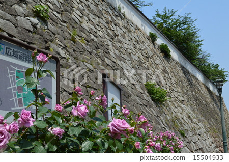 Rose with Fukuyama castle wall 15504933