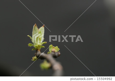 Karin's young bud 15504992