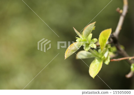 卡琳的年輕芽 15505000