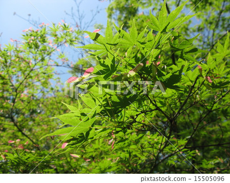 新鮮的綠葉，花 15505096