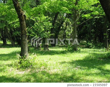 新鮮的綠樹 15505097