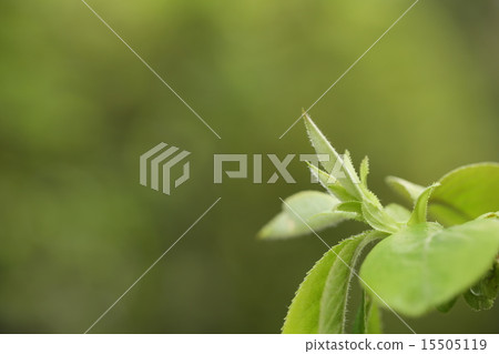 卡琳的年輕芽 15505119