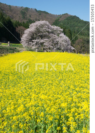 Kurobe's Edohigan cherry tree and rape field Kurobe's Edohigan cherry tree and rape field 15505453