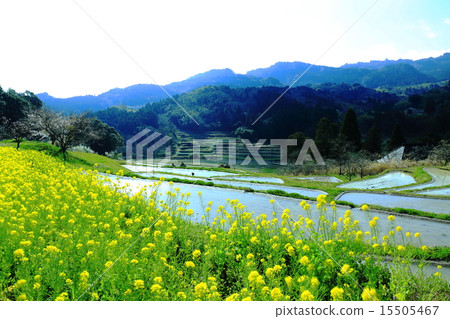 Rape flowers and Oyama Senjita 15505467