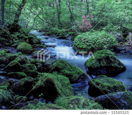 Oirase stream of early summer 15505525