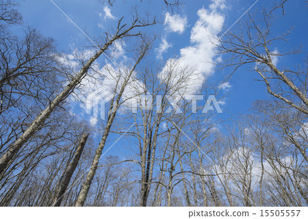 Youthful clouds 15505557