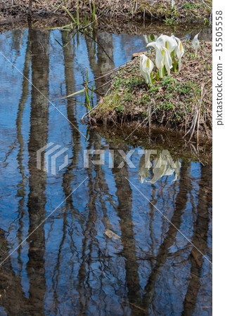 Water Basho of Togakushi Plateau showing a blue sky Water Basho of Togakushi Plateau showing a blue sky 15505558