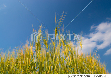 Barley and blue sky Barley and blue sky 15505615