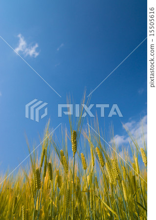 Barley and blue sky 15505616