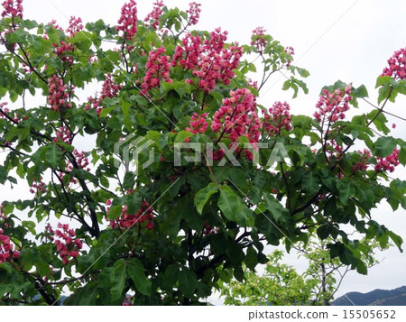 紅花栗子 15505652