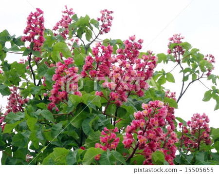紅花栗子 15505655
