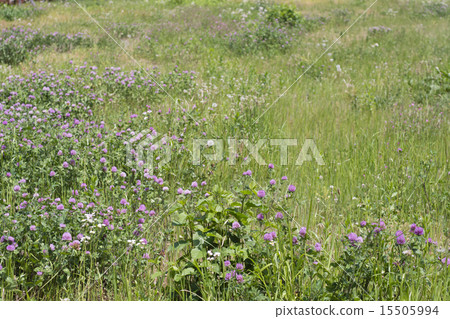春天領域花 15505994