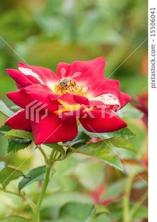 蜜蜂和紅色的花朵 蜜蜂和紅色的花朵 15506041